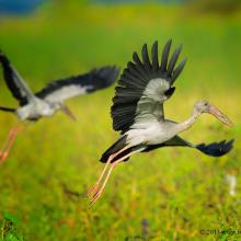 Asian Openbill