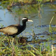 Bronze-winged Jacana Bronze-winged Jacana