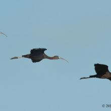 Glossy Ibis Glossy Ibis