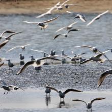 population of Larus ridibundus in the site