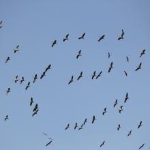 Comman Crane Flock