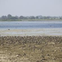 Small Pratincole Flock