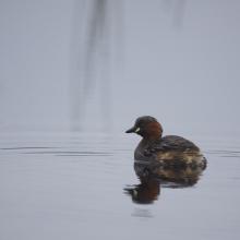 Little Grebe