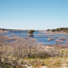 Lake Gore, with vegetation
