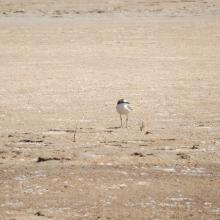 Charadrius marginatus