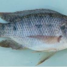 Oreochromis mossambicus Oreochromis mossambicus