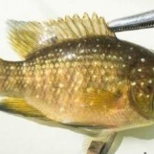 Pratilapia polleni Pratilapia polleni
