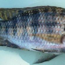 Tilapia rendalli Tilapia rendalli