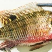 Tilapia zilii Tilapia zilii