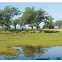 Mana Pools National Park 