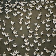Les Pélicans blancs