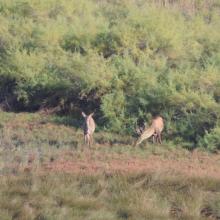 The photo was taken during a field study part of the preparation of the Ropotamo Reserve Management Plan.