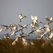 A flock of Black-headed Ibis flying in the Kazhuveli Bird Sanctuary