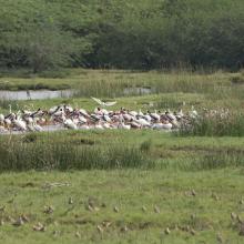 Flock of Painted Stork and Egrets foraging in the Kazhuveli Bird Sanctuary