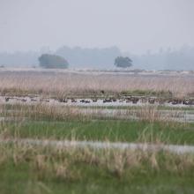 Landscape image of the Kazhuveli Bird Sanctuary