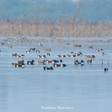 Flock of Northern shoveler resting in Nanjarayan Bird Sanctuary Flock of Northern shoveler resting in Nanjarayan Bird Sanctuary
