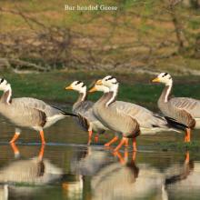 Flock of Bar-headed Goose resting in Nanjarayan Bird Sanctuary Flock of Bar-headed Goose resting in Nanjarayan Bird Sanctuary