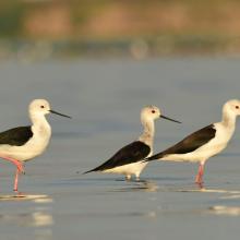 Black-winged Stilt in Nanjarayan Bird Sanctuary Black-winged Stilt in Nanjarayan Bird Sanctuary