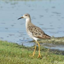 Ruff in Nanjarayan Bird Sanctuary Ruff in Nanjarayan Bird Sanctuary