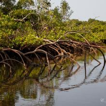 Mangroves Mangroves