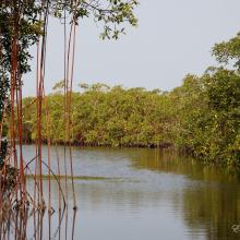 Mangroves Mangroves