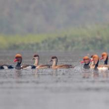 Raft of Red-crested Pochards at Bakhira Wildlife Sanctuary