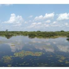 Panoramic view of karikili Bird Sanctuary Panoramic view of karikili Bird Sanctuary