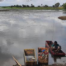 Lotus farming, Yashwant Sagar 