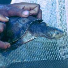 Erymnochelys madagascariensis au lac Kinkony