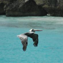 Brown Pelican at Slagbaai Brown Pelican at Slagbaai