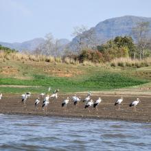 Flock of Painted Stork, back water of Denwa river