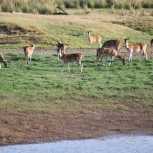Spotted dear in Tawa Reservoir, Satpura Tiger Reserve
