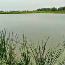 Aquaculture Pond at Keshopur-miani community reserve Aquaculture Pond at Keshopur-miani community reserve