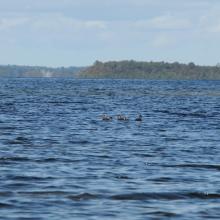 Female Scoter on Lough Corrib