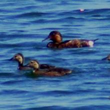 Fuligule nyroca  adultes et poussins