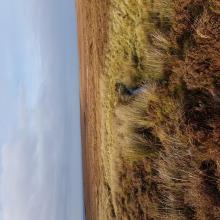 stream within expanse of blanket bog 