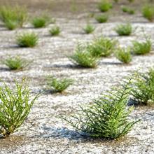 Saltwort stands on dry basin floor at Ulcinj Solana Saltwort stands on dry basin floor at Ulcinj Solana