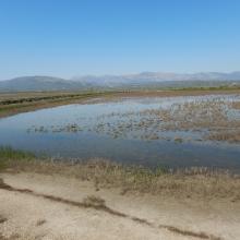 Overview with wet salt pan (Salicornia and Salsola formations). 