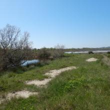 Overview with Tamarix scrubs and meadows on dam.