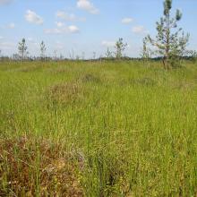 Oligomesotrophic sphagnum marsh Koziy Brid 