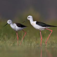 Himantopus himantopus in Gandoman wetland.