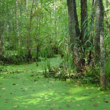 Black alder swampy forests in the southern part of the Reserve represent unique massif of untouched forests at an area of more than 15,000 ha.