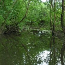 Quiet reaches of the Borzhava River