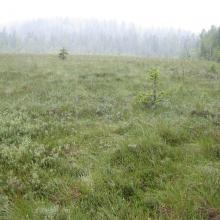 Mishok Bog: general view 