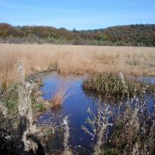 The Site "Black Bog" 