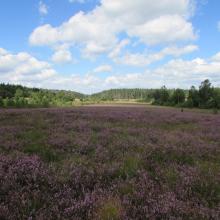 The Site "Black Bog" 