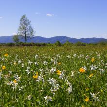 Narcissi Valley
