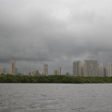 Mangroves and City