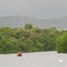 Mangroves of Thane creek