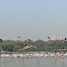 Flamingoes in Thane creek